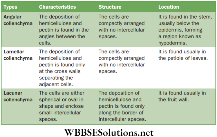 NEET Foundation Biology Tissues Structure and location of collenchyma cells
