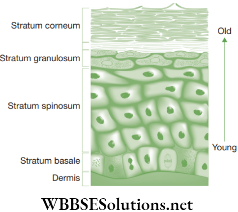 NEET Foundation Biology Tissues