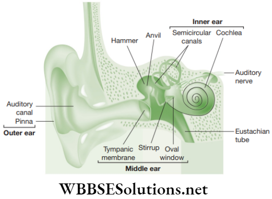 NEET Foundation Physics Sound Structure of human ear