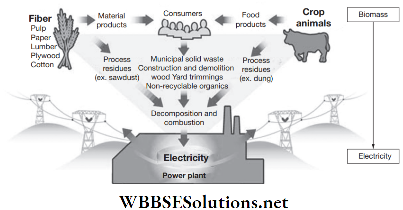 NEET Foundation Physics Work And Energy Biomass energy