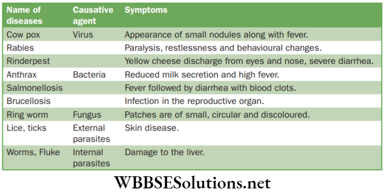 NEET Foundation Biology Improvement In Food Resources Common disease of cattle with causative agents and symptoms