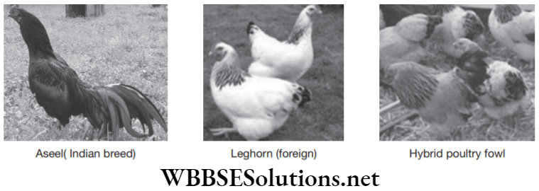 NEET Foundation Biology Improvement In Food Resources Different breeds of fowl