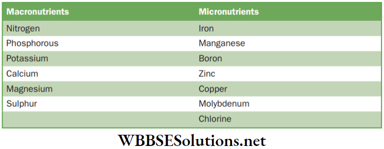 NEET Foundation Biology Improvement In Food Resources Macro and micronutrients