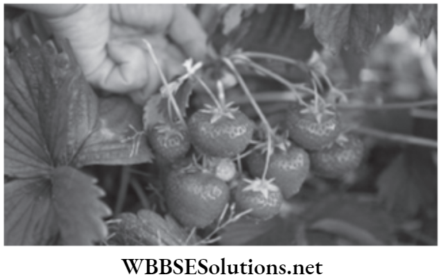 NEET Foundation Biology Improvement In Food Resources Organic farming