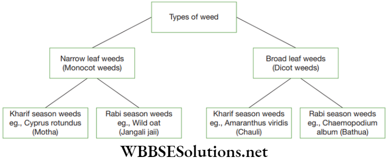 NEET Foundation Biology Improvement In Food Resources Types of weeds