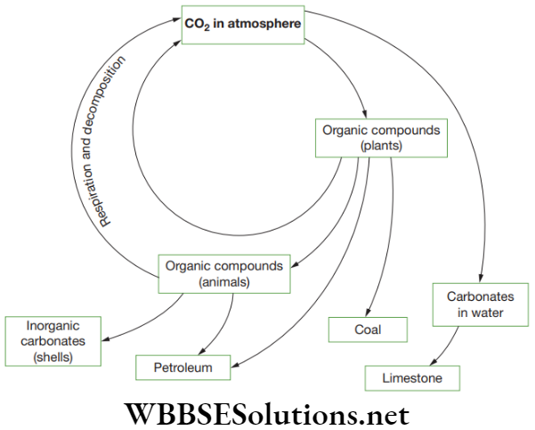 NEET Foundation Biology Natural Resources A flow chart depicting essential components of the nitrogen cycle