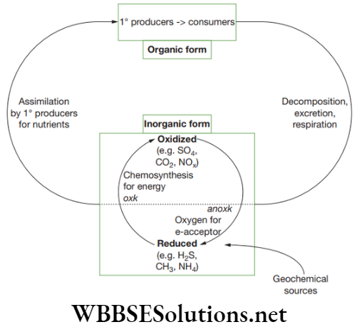 NEET Foundation Biology Natural Resources Generalized model of nutrient cycle