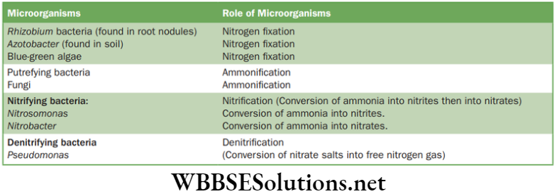 NEET Foundation Biology Natural Resources List of organisms involved in nitrogen fixation