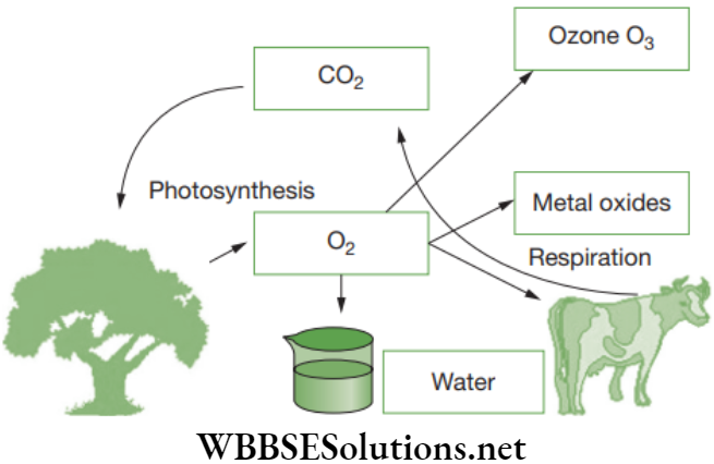 NEET Foundation Biology Natural Resources Oxygen cycle
