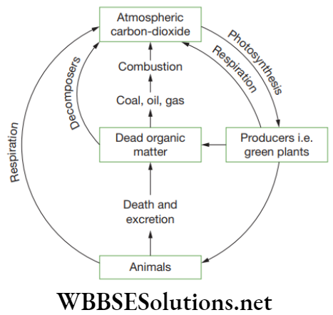 NEET Foundation Biology Natural Resources Schematic representation of carbon cycle