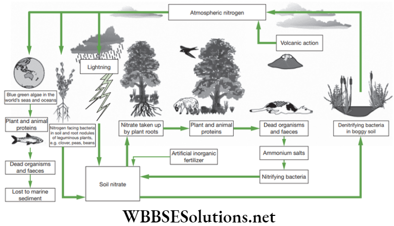 NEET Foundation Biology Natural Resources Schematic representation of nitrogen cycle