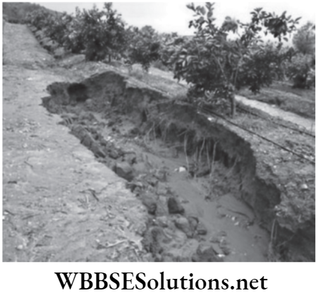 NEET Foundation Biology Natural Resources Soil erosion