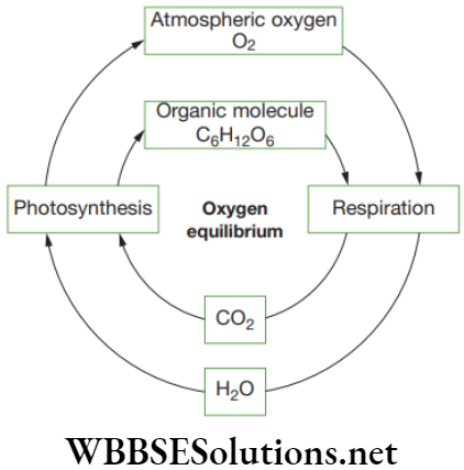 NEET Foundation Biology Natural Resources The concentration of oxygen in the atmosphere remains constant and it is known as oxygen