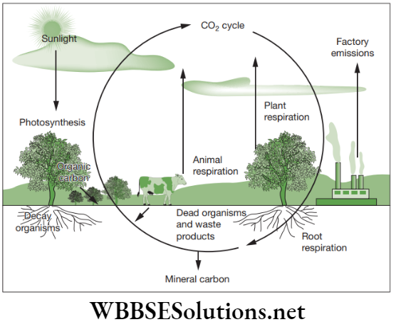 NEET Foundation Biology Natural Resources Transfer of carbon from atmosphere