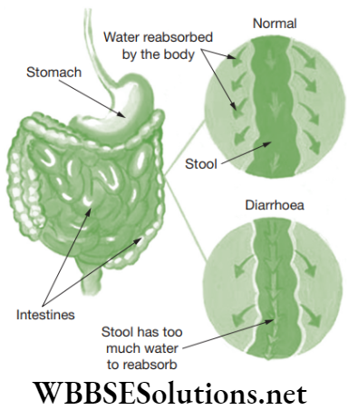 NEET Foundation Biology Why Do We Fall Ill Diarrhoea