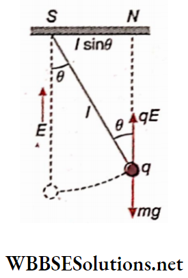 Class 12 Physics Unit 1 Electrostatics Chapter 2 Electric Field example 8 A simple pendulum