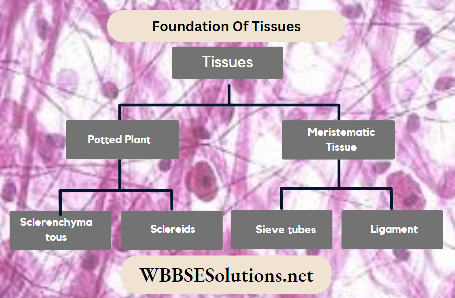 Foundation Tissues