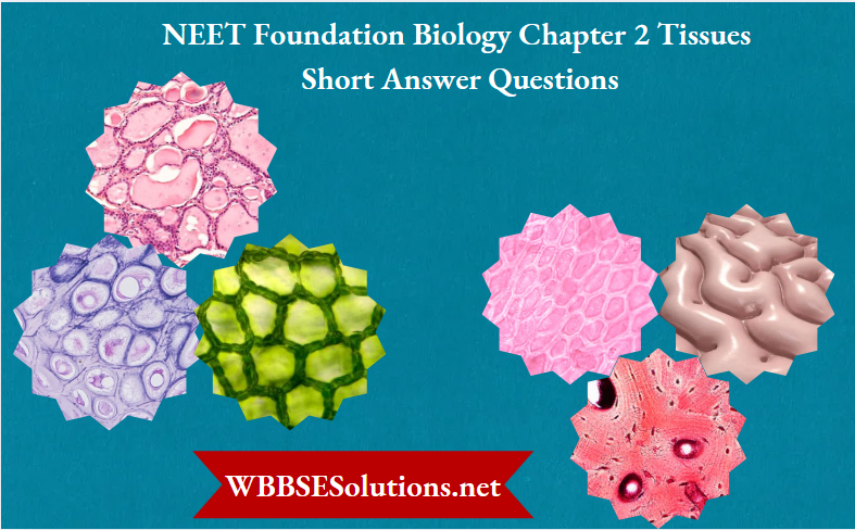 NEET Foundation Biology Chapter 2 Tissues Short Answer Questions