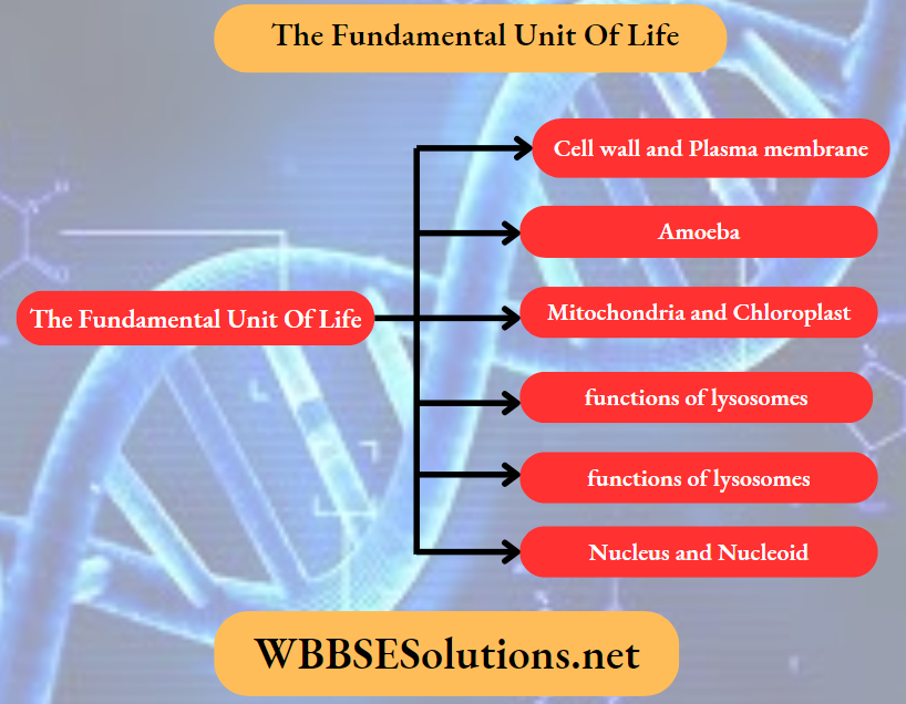The Fundamental Unit Of Life