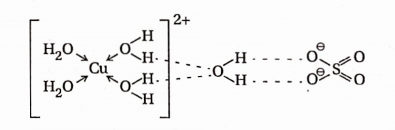 Hydrogen Hydrogen Bonded water molecule