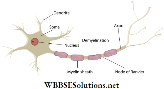 WBBSE Solutions For Class 9 Life Science And Environment Chapter 2 Levels Of Organization Of Life Plant Tissue And Its Distribution A neurone