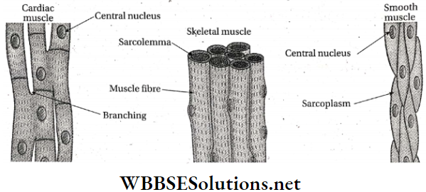 WBBSE Solutions For Class 9 Life Science And Environment Chapter 2 Levels Of Organization Of Life Plant Tissue And Its Distribution Different different types of muscular tissue