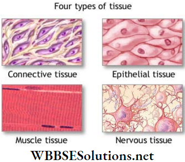 WBBSE Solutions For Class 9 Life Science And Environment Chapter 2 Levels Of Organization Of Life Plant Tissue And Its Distribution Different types of connective tissues