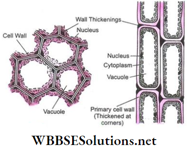 WBBSE Solutions For Class 9 Life Science And Environment Chapter 2 Levels Of Organization Of Life Plant Tissue And Its Distribution Sclerenchyma tissue
