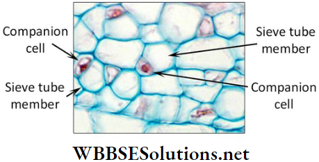 WBBSE Solutions For Class 9 Life Science And Environment Chapter 2 Levels Of Organization Of Life Plant Tissue And Its Distribution T.S. of phloem to show sieve plate