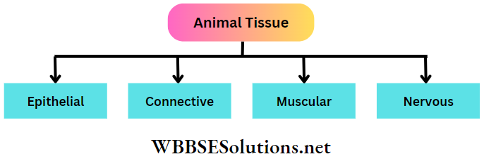 WBBSE Solutions For Class 9 Life Science And Environment Chapter 2 Levels Of Organization Of Life Plant Tissue And Its Distribution animal ussues