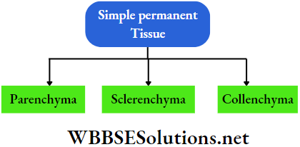 WBBSE Solutions For Class 9 Life Science And Environment Chapter 2 Levels Of Organization Of Life Plant Tissue And Its Distribution classification of simle permanent tissue