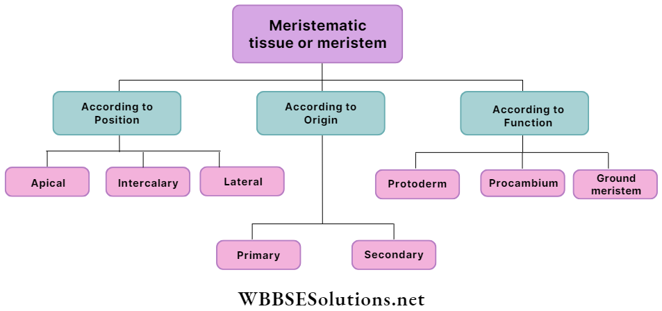 WBBSE Solutions For Class 9 Life Science And Environment Chapter 2 Levels Of Organization Of Life Plant Tissue And Its Distribution classify meristematic tissues