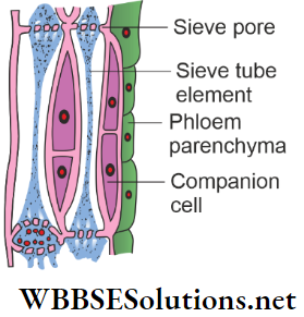 WBBSE Solutions For Class 9 Life Science And Environment Chapter 2 Levels Of Organization Of Life Plant Tissue And Its Distribution different components of phloem tissue