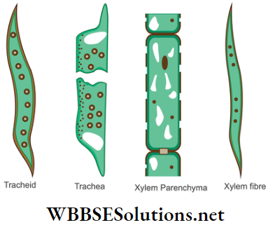 WBBSE Solutions For Class 9 Life Science And Environment Chapter 2 Levels Of Organization Of Life Plant Tissue And Its Distribution different components of xylem tissue
