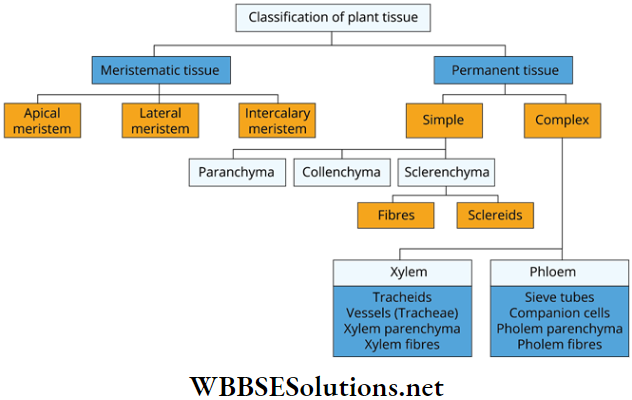 WBBSE Solutions For Class 9 Life Science And Environment Chapter 2 Levels Of Organization Of Life Plant Tissue And Its Distribution different plant tissues