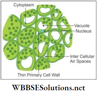 WBBSE Solutions For Class 9 Life Science And Environment Chapter 2 Levels Of Organization Of Life Plant Tissue And Its Distribution paranchyma tissue