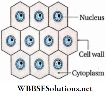 WBBSE Solutions For Class 9 Life Science And Environment Chapter 2 Levels Of Organization Of Life Plant Tissue And Its Distribution simple diagram of meristematic tissue