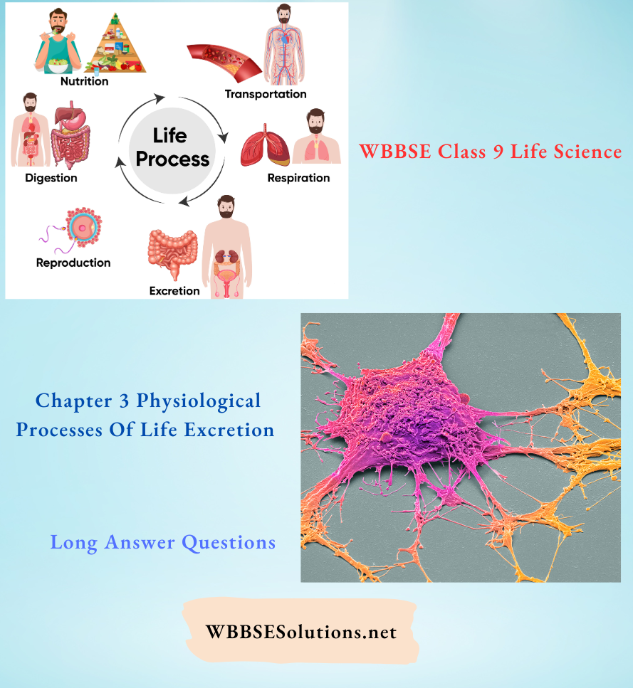 WBBSE Class 9 Life Science Chapter 3 Physiological Processes Of Life Excretion Long Answer Questions