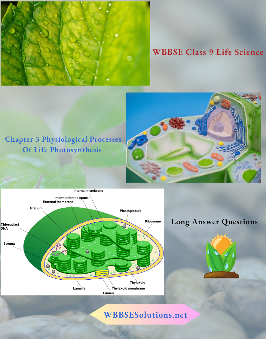 WBBSE Class 9 Life Science Chapter 3 Physiological Processes Of Life Photosynthesis Long Answer Questions