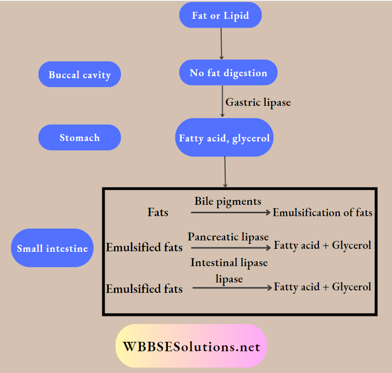 WBBSE Solutions For Class 9 Life Science And Environment Chapter 3 Physiological Processes Of Life Nutrition fat or lipid