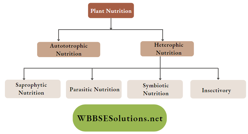 WBBSE Solutions For Class 9 Life Science And Environment Chapter 3 Physiological Processes Of Life Nutrition heterotropic nutrition